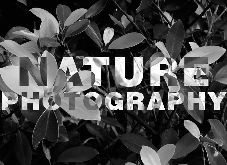 Nature Photography Course